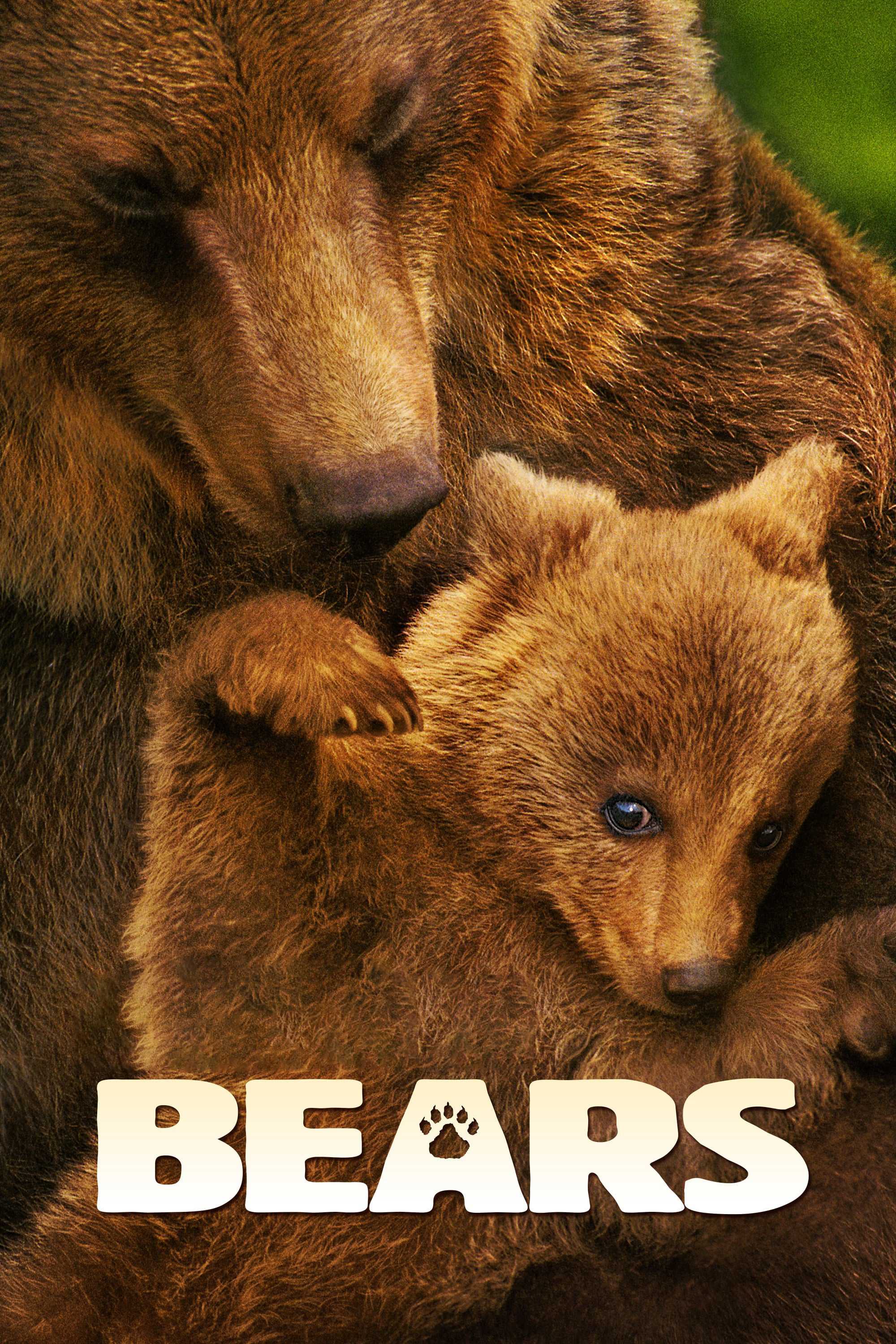 BearsHình bìa